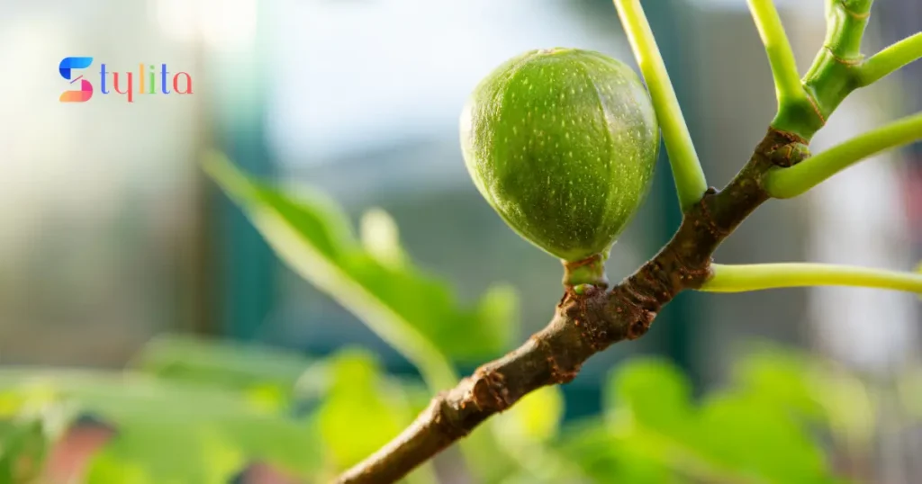 fig on a stem of its plant